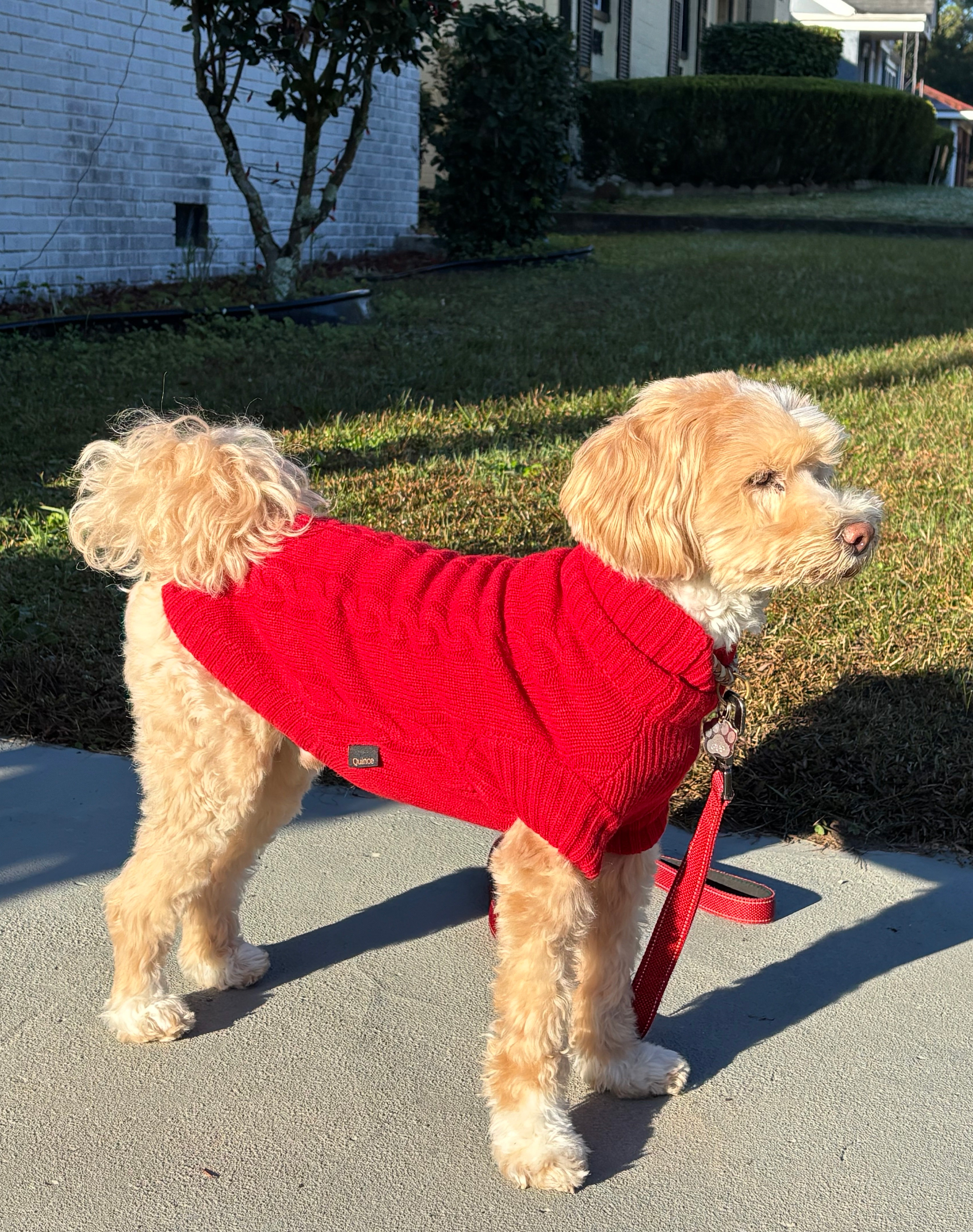 Quince dog sweater review: Dog Wearing cashmere sweater